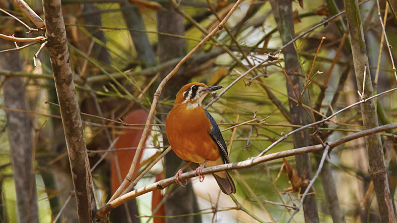 Bird Watching