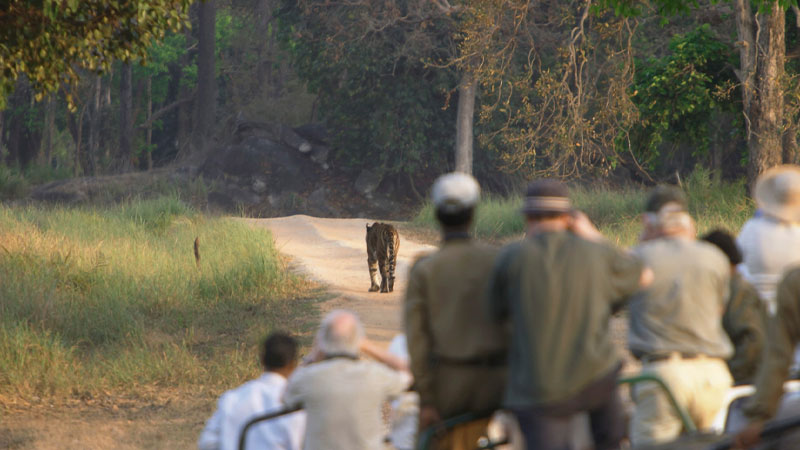 Jungle Safari