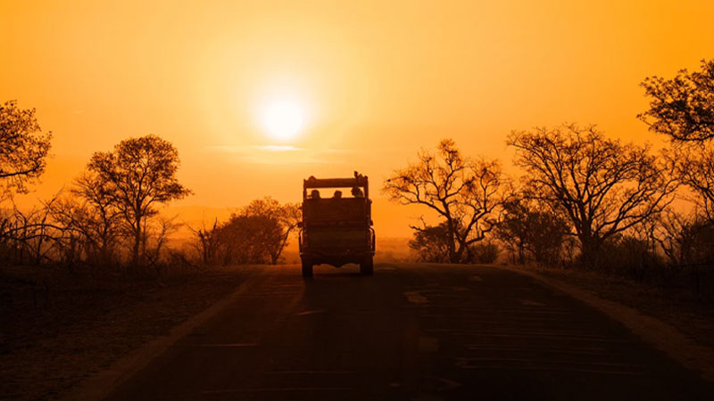 Night Safari