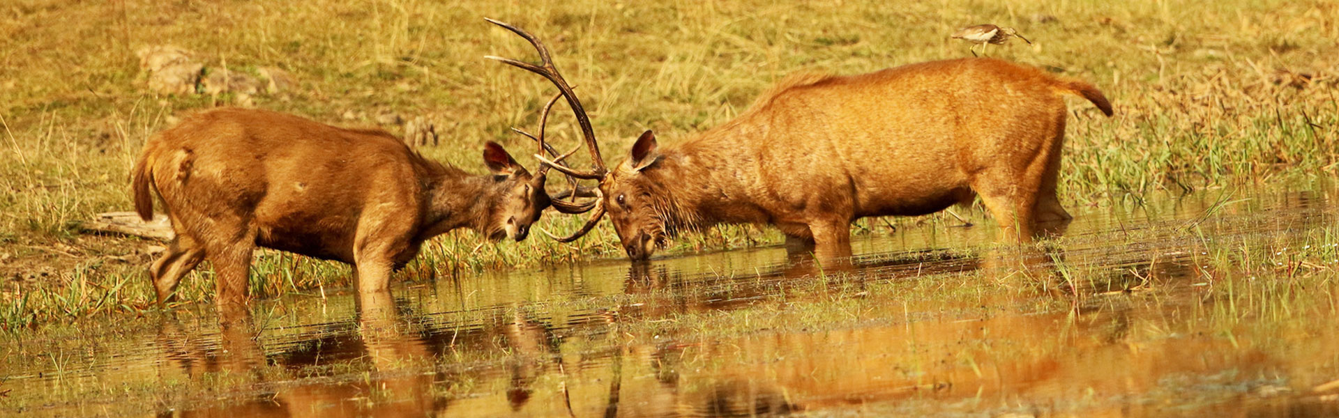 2 Night 3 Days in Pench National Park