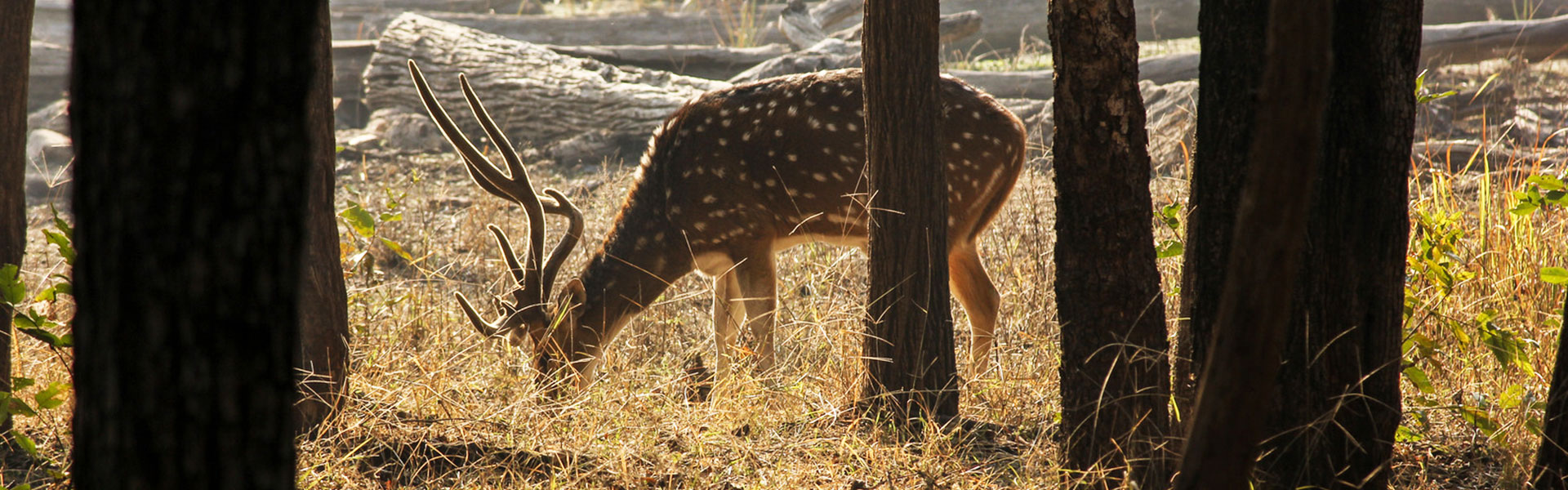 4 Night 5 Days in Pench National Park